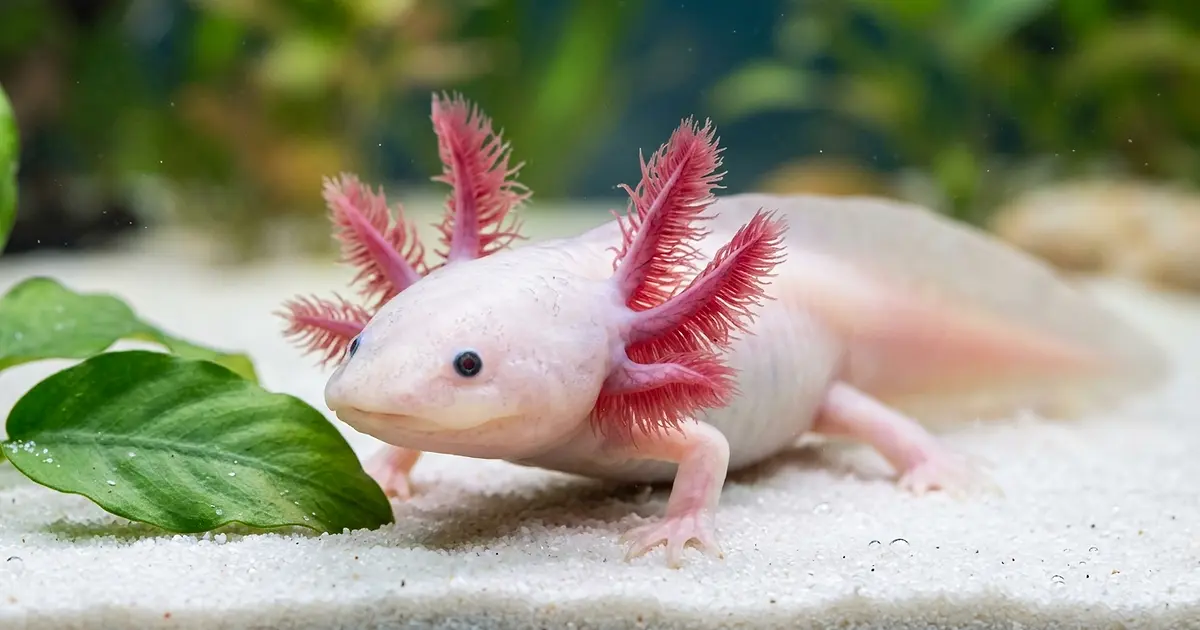 White leucistic axolotl with pink gills and dark eyes resting on sand substrate